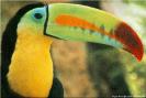 toucan