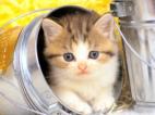 chaton